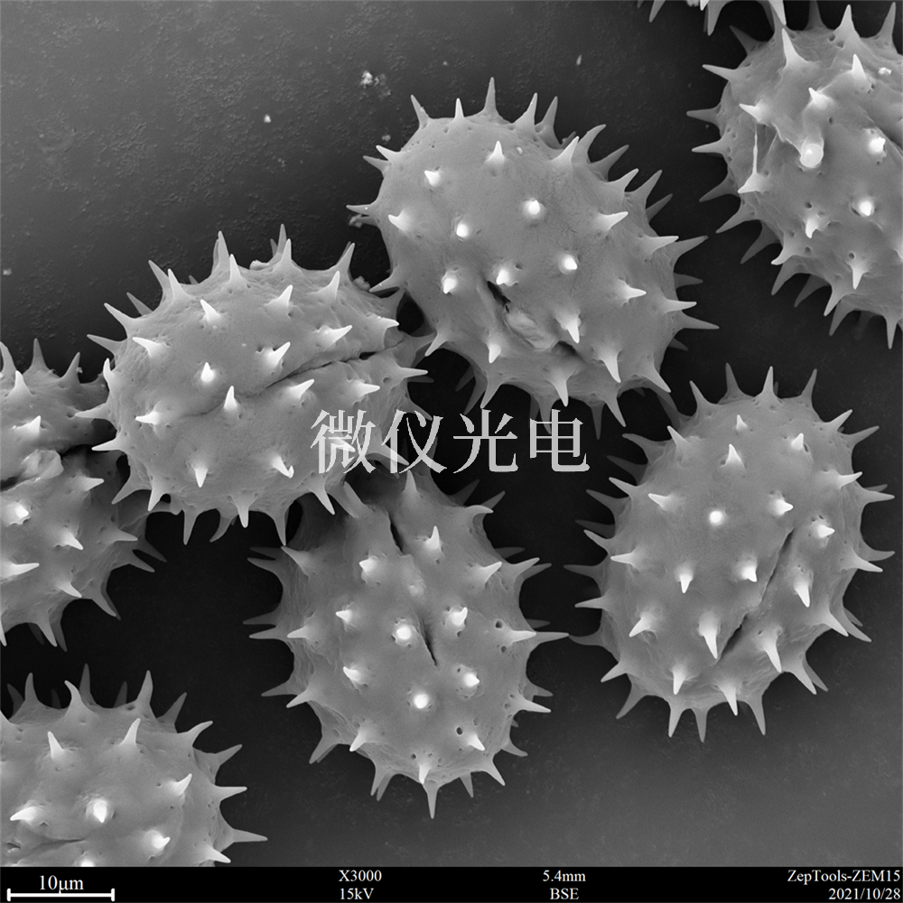 掃描電鏡測樣，要注意什么？